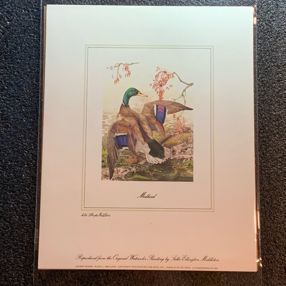 Vintage Mallard Duck Art Print – Wildlife Wall Décor, Nature Bird Artwork